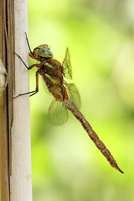 BUITEN BEELD Foto: 354960