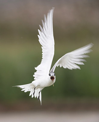 BUITEN BEELD Foto: 354989