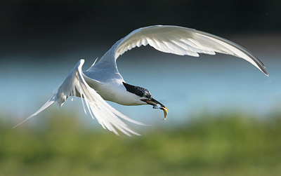 BUITEN BEELD Foto: 355001