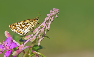 BUITEN BEELD Foto: 355030