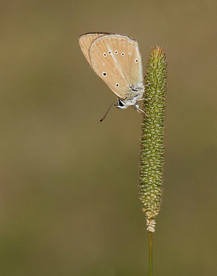 BUITEN BEELD Foto: 355082