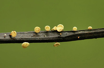 BUITEN BEELD Foto: 355084