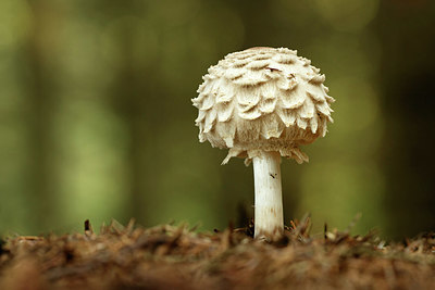 BUITEN BEELD Foto: 355089