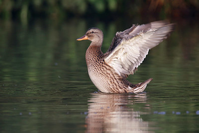 BUITEN BEELD Foto: 355099