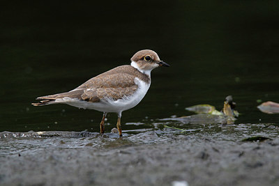 BUITEN BEELD Foto: 355103