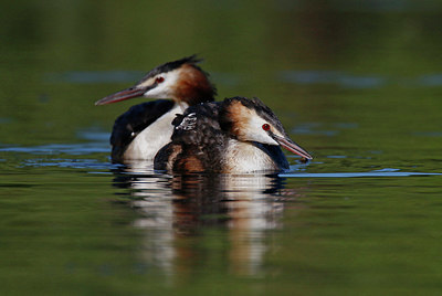 BUITEN BEELD Foto: 355109
