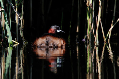 BUITEN BEELD Foto: 355113