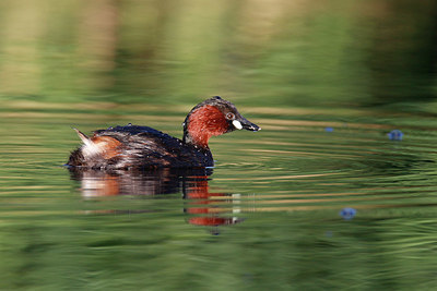 BUITEN BEELD Foto: 355114