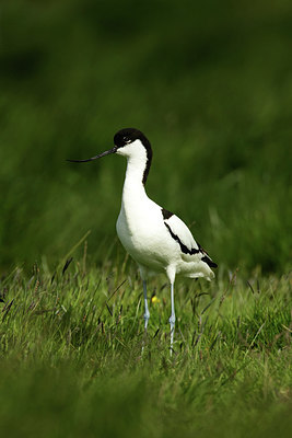 BUITEN BEELD Foto: 355131