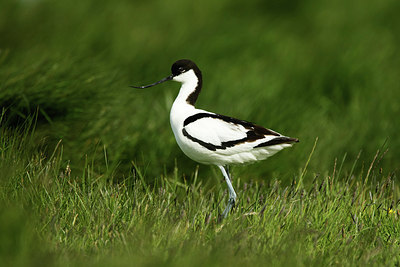 BUITEN BEELD Foto: 355133