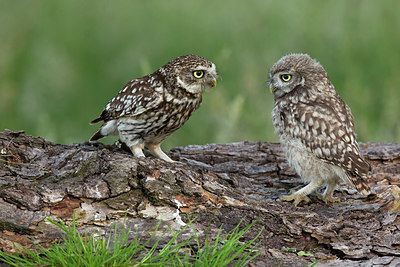 BUITEN BEELD Foto: 355145
