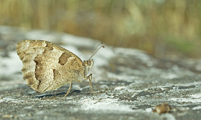 BUITEN BEELD Foto: 355163