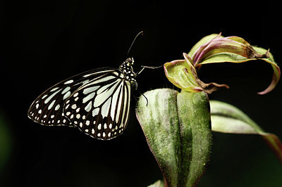 BUITEN BEELD Foto: 355169