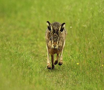 BUITEN BEELD Foto: 355184