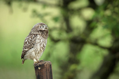 BUITEN BEELD Foto: 355193