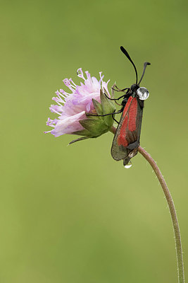 BUITEN BEELD Foto: 355196
