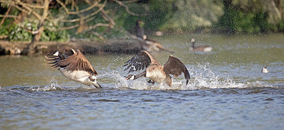 BUITEN BEELD Foto: 355211