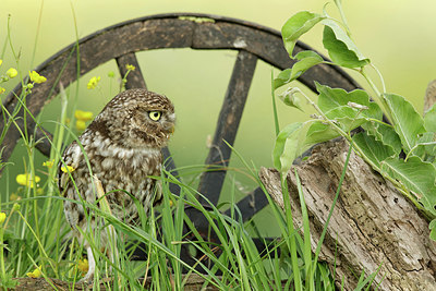 BUITEN BEELD Foto: 355227