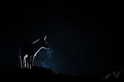 BUITEN BEELD Foto: 355265