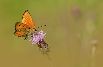 BUITEN BEELD Foto: 355296