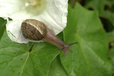 BUITEN BEELD Foto: 355303