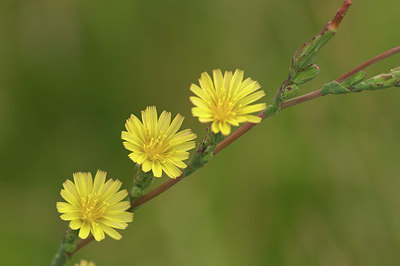 BUITEN BEELD Foto: 355314