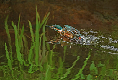 BUITEN BEELD Foto: 355388