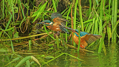 BUITEN BEELD Foto: 355389