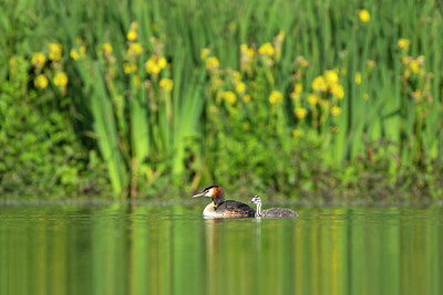 BUITEN BEELD Foto: 355427