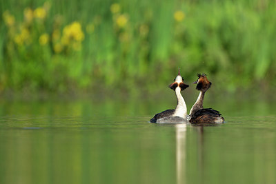 BUITEN BEELD Foto: 355429