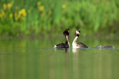 BUITEN BEELD Foto: 355430