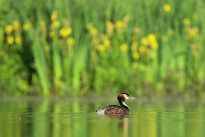 BUITEN BEELD Foto: 355435
