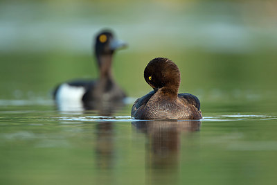 BUITEN BEELD Foto: 355436