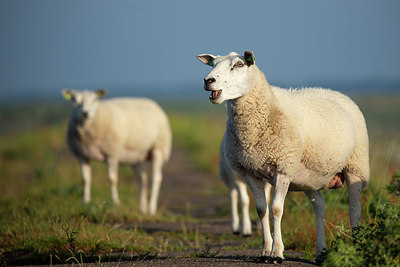 BUITEN BEELD Foto: 355446