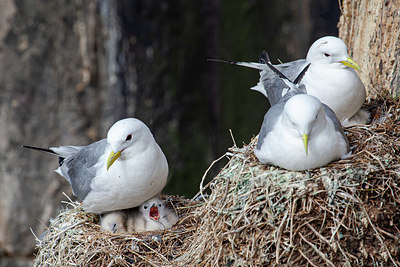 BUITEN BEELD Foto: 355756