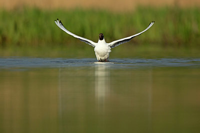 BUITEN BEELD Foto: 355790