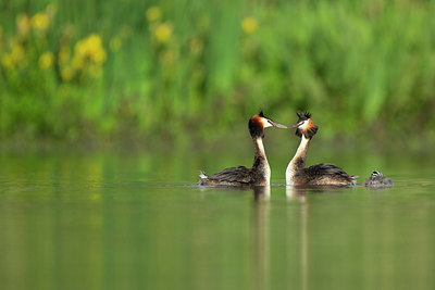 BUITEN BEELD Foto: 355792