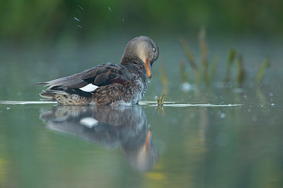 BUITEN BEELD Foto: 355794