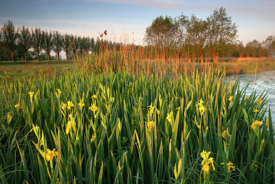 BUITEN BEELD Foto: 355836