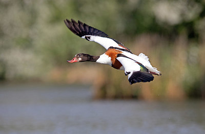 BUITEN BEELD Foto: 355902