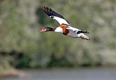 BUITEN BEELD Foto: 355903