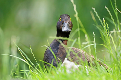 BUITEN BEELD Foto: 355942