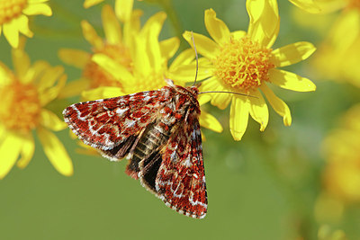 BUITEN BEELD Foto: 355946