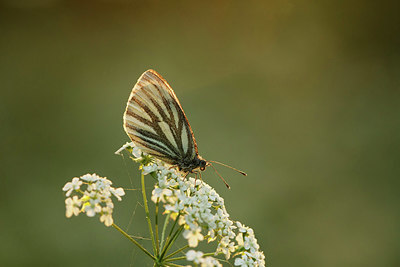 BUITEN BEELD Foto: 355976