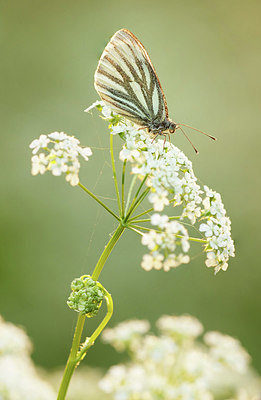 BUITEN BEELD Foto: 355977