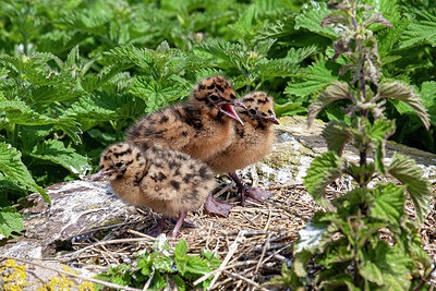 BUITEN BEELD Foto: 355980