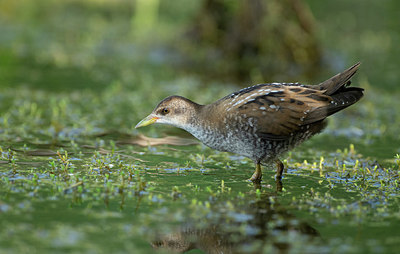 BUITEN BEELD Foto: 355994