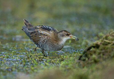 BUITEN BEELD Foto: 355995