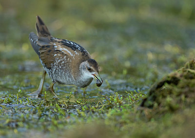 BUITEN BEELD Foto: 355996