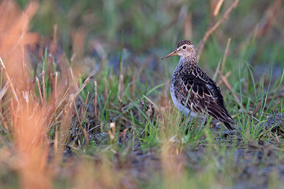 BUITEN BEELD Foto: 356012